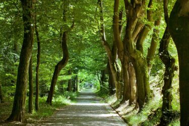 Waldspaziergang in Schlangenbad